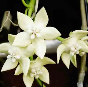 Hoya imperialis white (fleur de porcelaine, fleur de cire) blanc - taille pot de 2 litres - 20/40 cm