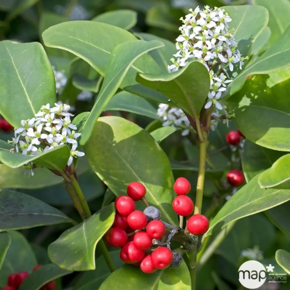 Skimmia japonica : pot 0,5 litre