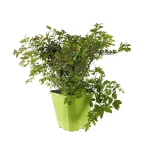 Spiraea japonica ' Magic Carpet ' : ctr 8 litres